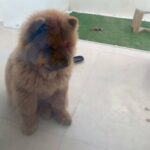 chow chow for sale