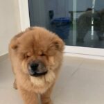 chow chow