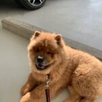 chow chow Male