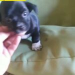 Stihtzu mix Chihuahua 50days old with passport and everything done.... for a good price.