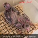فروخ كوكتيل