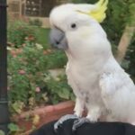 cockatoo