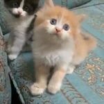 shirazi mix kittens
