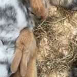 Holland Rabbits for Sale 1 month old