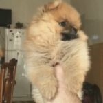 Pomeranian teacup   two months