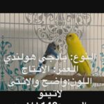 Budgeri for sell بادجي للبيع