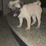 pug for sale