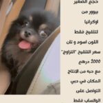 Pomeranian تلقيح - تزاوج فقط - “MATING “ONLY