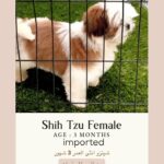 shih tzu شيتزو