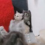 Silver Chinchilla Persian kitten