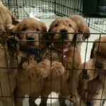 Golden retriver pupies