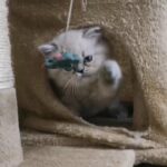 Himalayan kitten