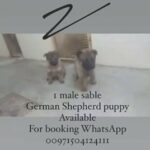 pure German Shepherd puppies for sale
