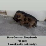 pure German Shepherds for sale