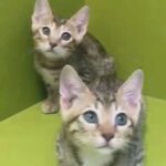 Bengal kittens available