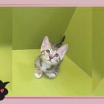 Bengal kittens available