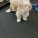 4 months old shitzu for sale