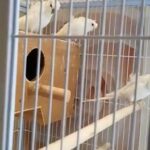 hogo budgies for sale