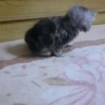 Fullfy beautiful  playful black and gold Persian chinchilla  female kitten