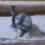 Fullfy beautiful playful dark grey Persian  chinchilla male kitten