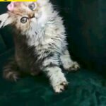 siberian kitten female 50days