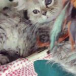 Grey siberian kitten female 50 days