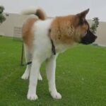 American Akita Super Friendly