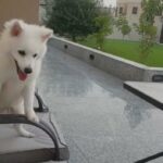 Japanese Spitz Puppy