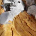 Premium british shorthair kittens