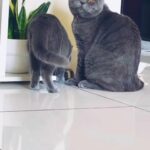 British shorthair male for mating