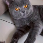 Jumbo british shorthair male for mating