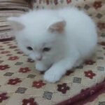 ___ SOLD ___ Male cat White color  Blue eyes  45 days Mix ragdoll with angora