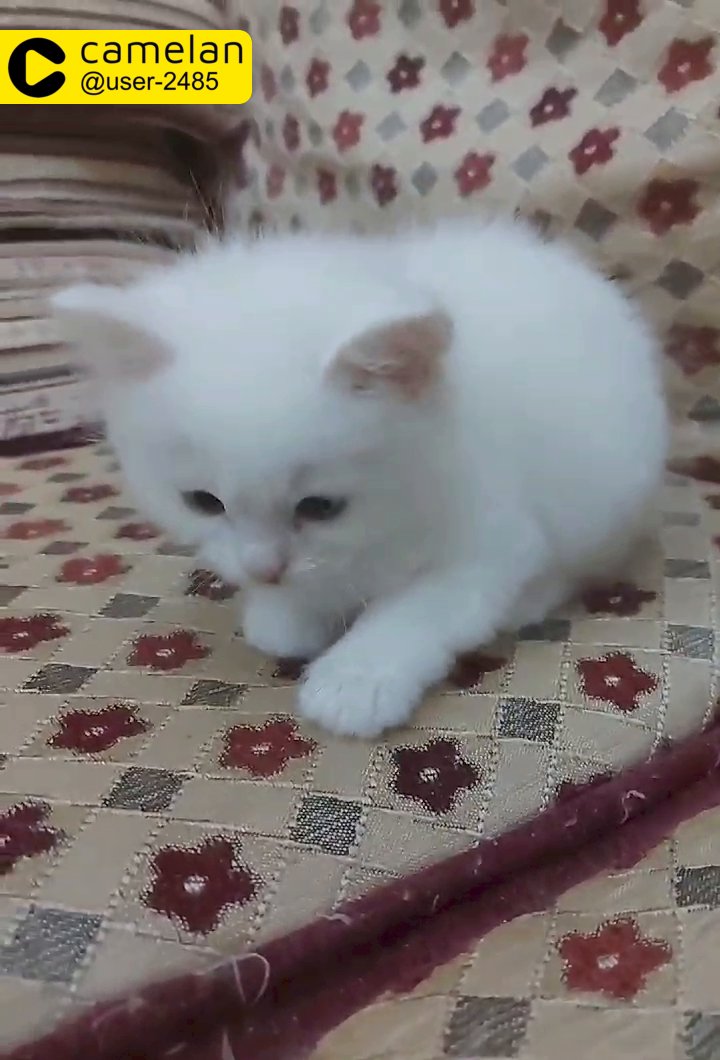 SOLD ___ Male cat White color Blue eyes 45 days Mix ragdoll with angora for  sale - Camlist UAE