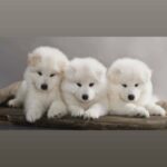looking for Samoyed female puppy