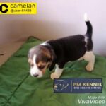 beagle puppies looking for thier new homes