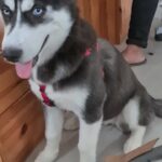 Husky Puppy female 3 months