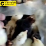 Chikeen chick