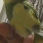 طير بادجي
