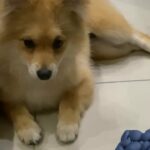 Pure Pomeranian female for sale