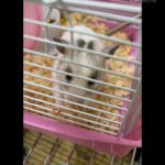هامستر سوري .. Syrian hamster