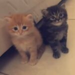 Baby Persian cats