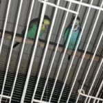 Budgie pair