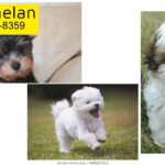 WANTED - Malteze or Havanese puppy Is Needed