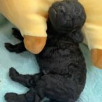 Blue toy poodle for sale