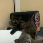 Persian kittens for sale 1000 both...,