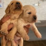 golden retriever puppies