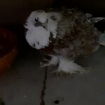 frillbak  male pigeon