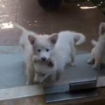 White swiss shepherd puppies for sale