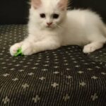 cute little  persian kitten