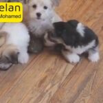 Fluffy Havanese Puppies ready for sale